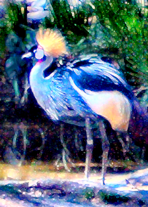 Exotic Bird by Elinor Mavor Exotic Bird by Elinor Mavor